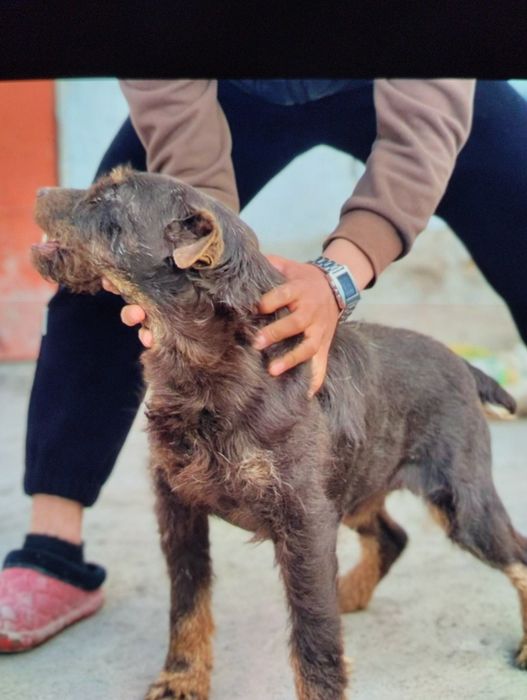 Вязка собак. Не продажа