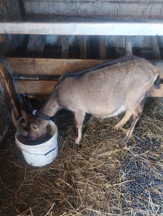 Vând 2 capre alpin francez