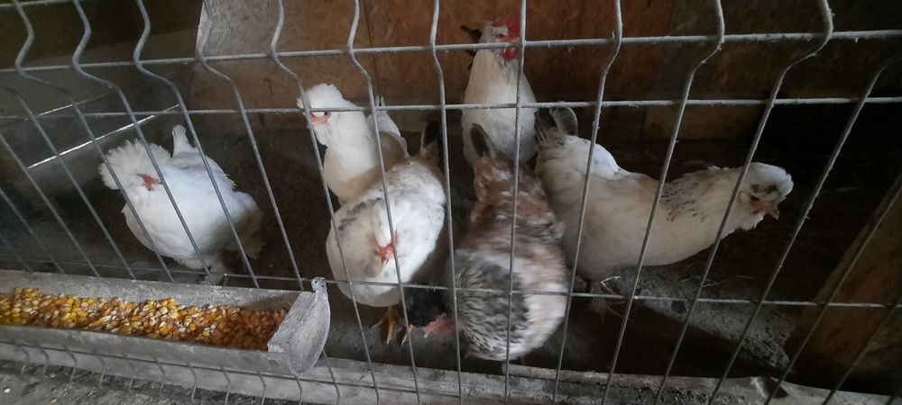 Disponibil pasari și ouă incubat