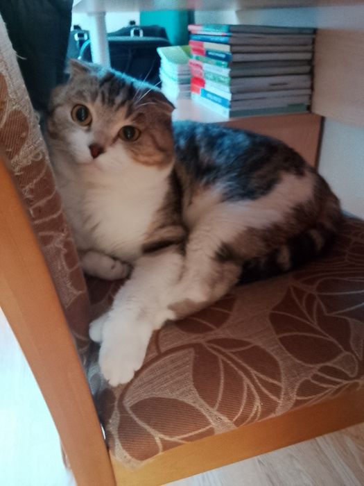 Отдам в добрые руки красивого кота