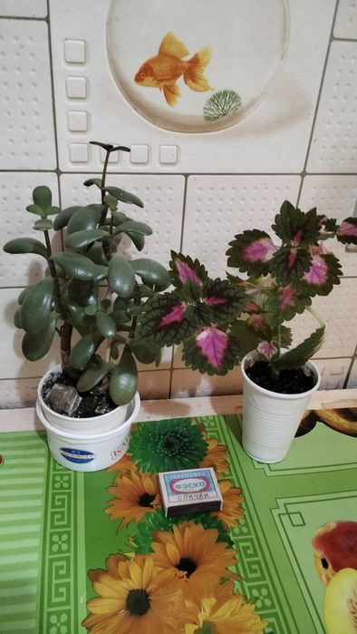 Цветов много, все хорошие.