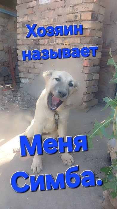 Животное. Щенок. Алабай.