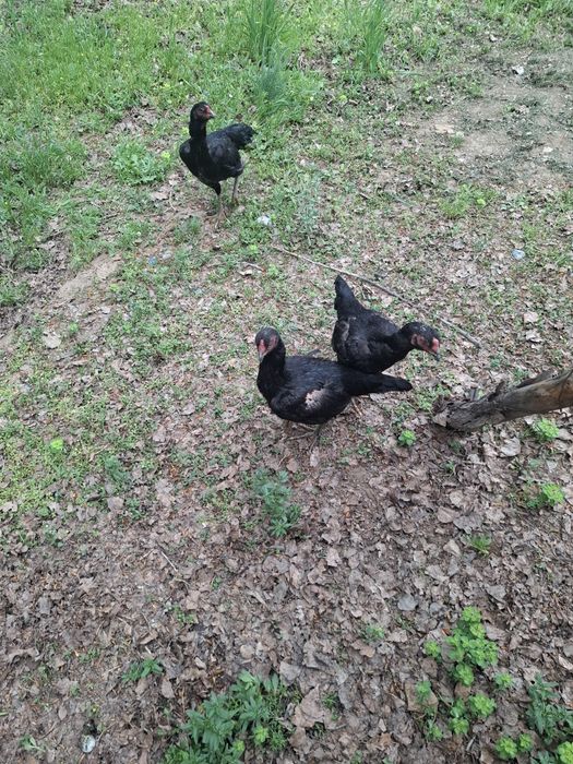 Дакан товук сотилади