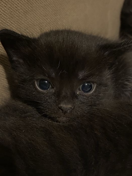 Отдаю котят в добрые руки