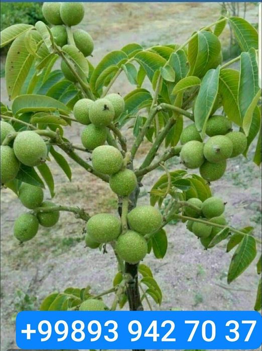 Mevali ko'chatlar oliy navli