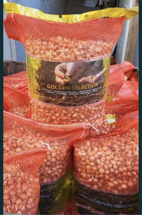 Vand arpagic Sturon si Stuttgarter Olanda