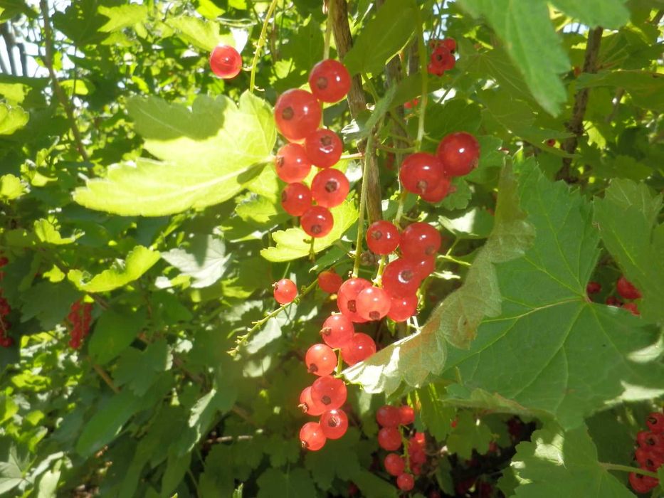 Касис - Френско грозде