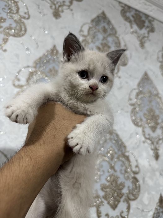 Срочно Продается Котята