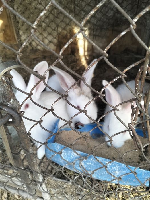 Крольчата 1месяц