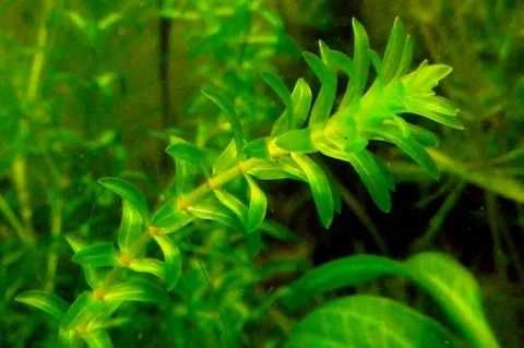 Продаю водоросли для аквариума