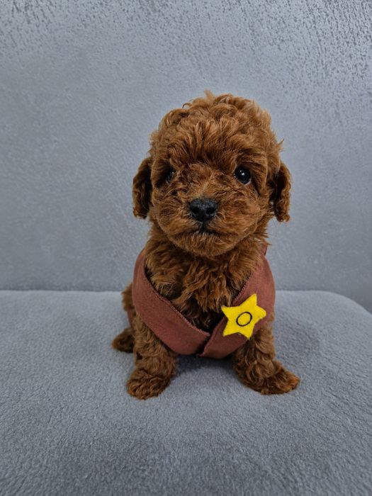 Toy poodle/ Той пудел