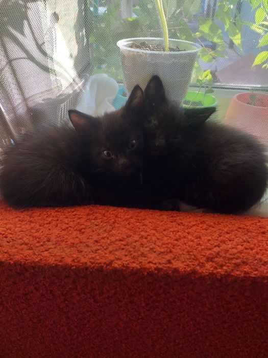 Отдам в добрые руки маленьких мальчишек