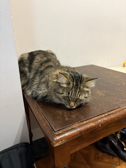 Отдам кота в хорошие руки