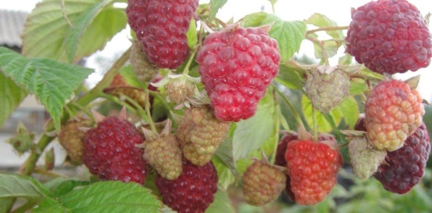 Малина Бабье Лето