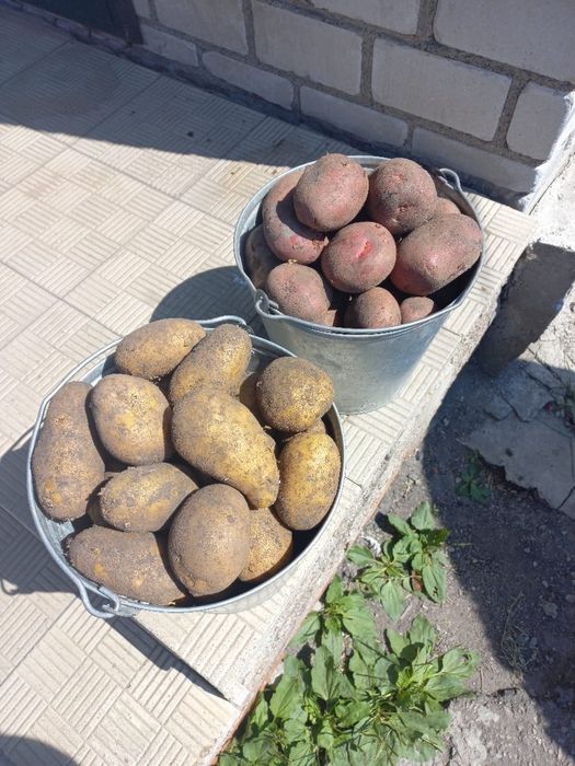 Домашний картофель