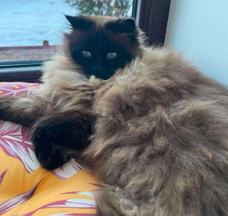Pet Hotel pentru Pisici – Îngrijire cu dragoste și atenție