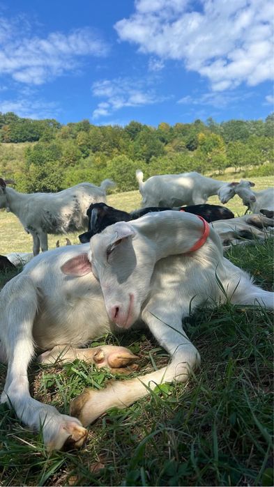 Capra saanen cu 2 iezi