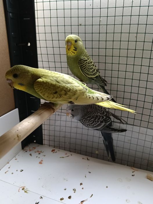 Vând pui perusi vasta de 1 luna și 1 săptămâna