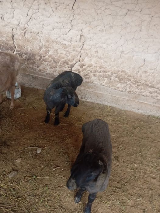 Қошқар сатылады .