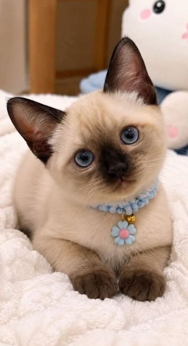 Шикарные чистокровные Тайские котята сил пойнт!