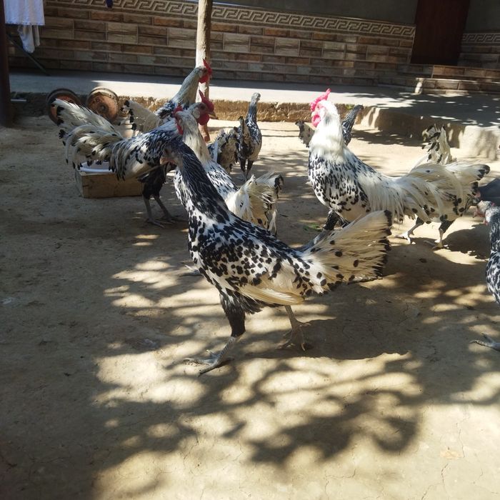 Yapon zotli gamburskiy zotli jojalarimiza sotuvda chiroyli dekarativni