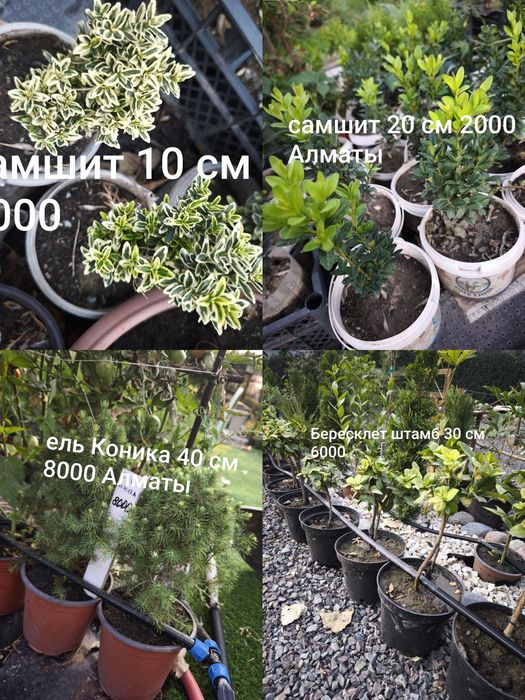 Цветы, кустарники и хвойные