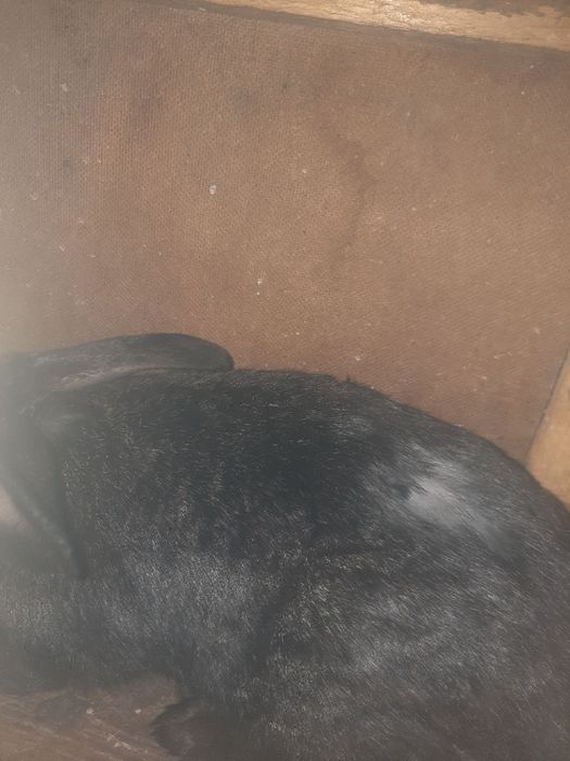 Quyon sotiladi qafasi blan