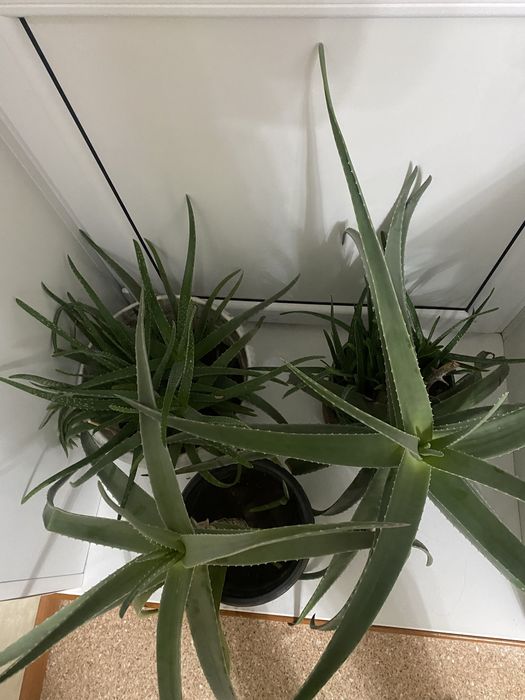 Алоэ , алоэ вера