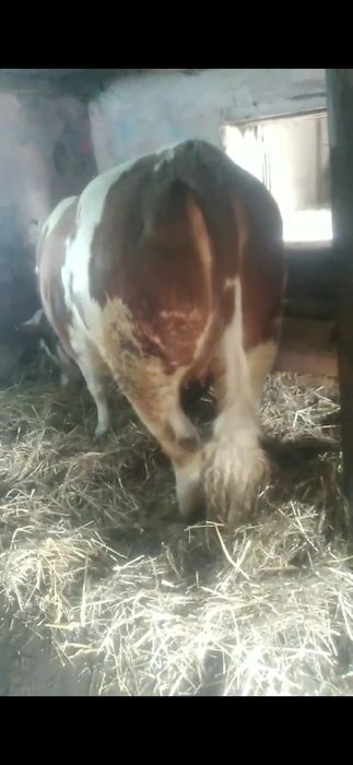 Junica   baltata romaneasca