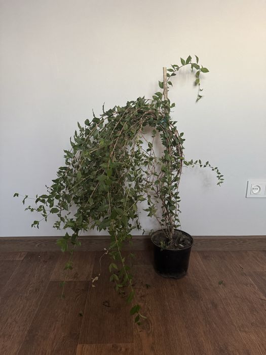 Продам комнатные растения