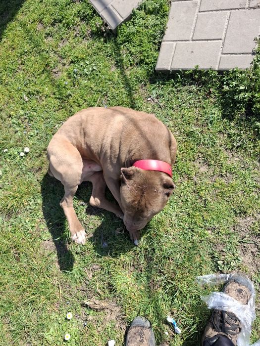 Стафорчески  териер