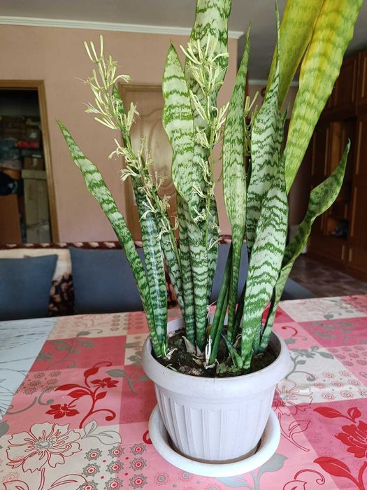 Продам санцевиерию