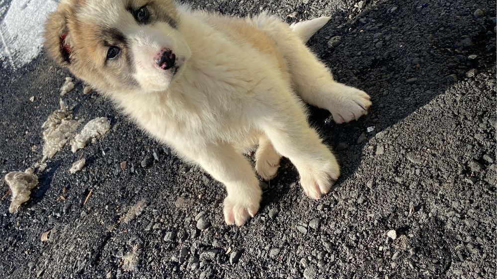 Продам щенок отец тобет мать алабай