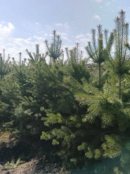 Сосна туя ёлки крымский обычный все виды есть в наличии и на заг