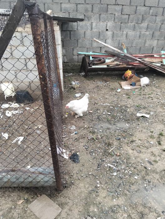 Брама тауықтар сатылады. Шт5000