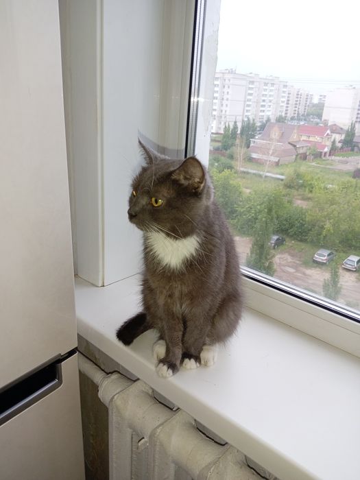 Кошка британской породы