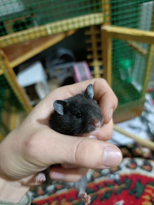 Hamyak Sirinskiy sotiladi