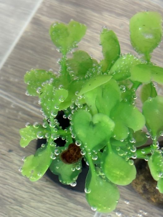 Улитка бесплатно