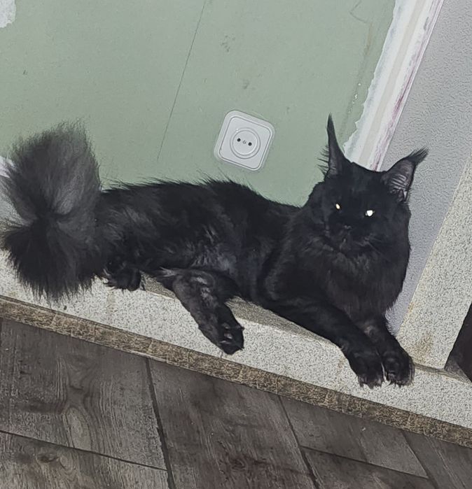 Кот для вязки. Мейкун