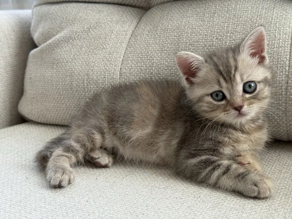 шотландские прямоухие котята