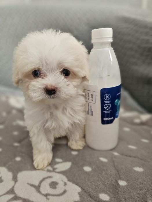 Мальтипу разных окрасов