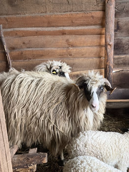 De vanzare oi cu miei
