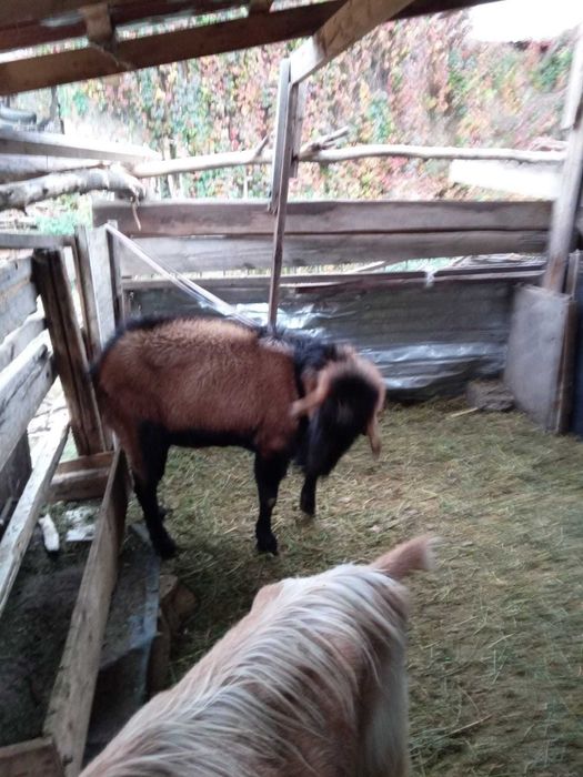 Продается Теке (Козел)