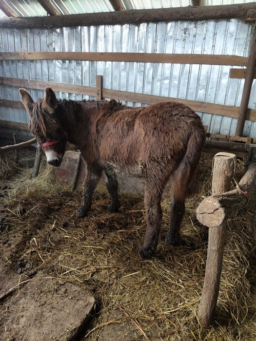 Măgar de vânzare învățat în oi