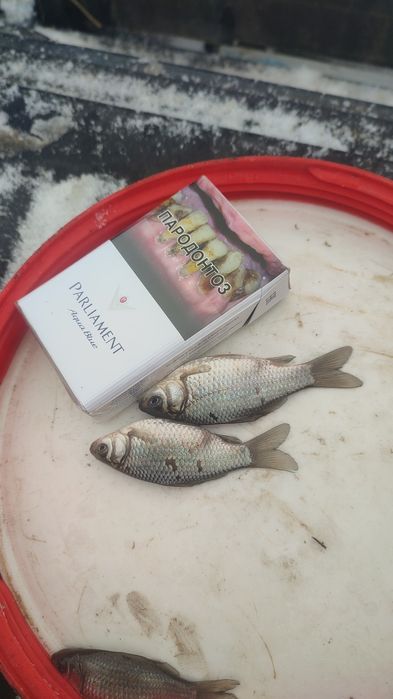 Малек карася живец