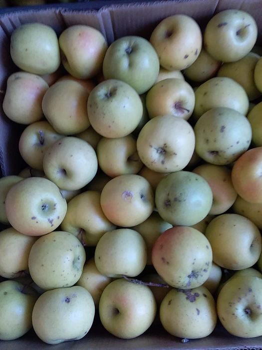 Продам яблоки первый и второй сорт