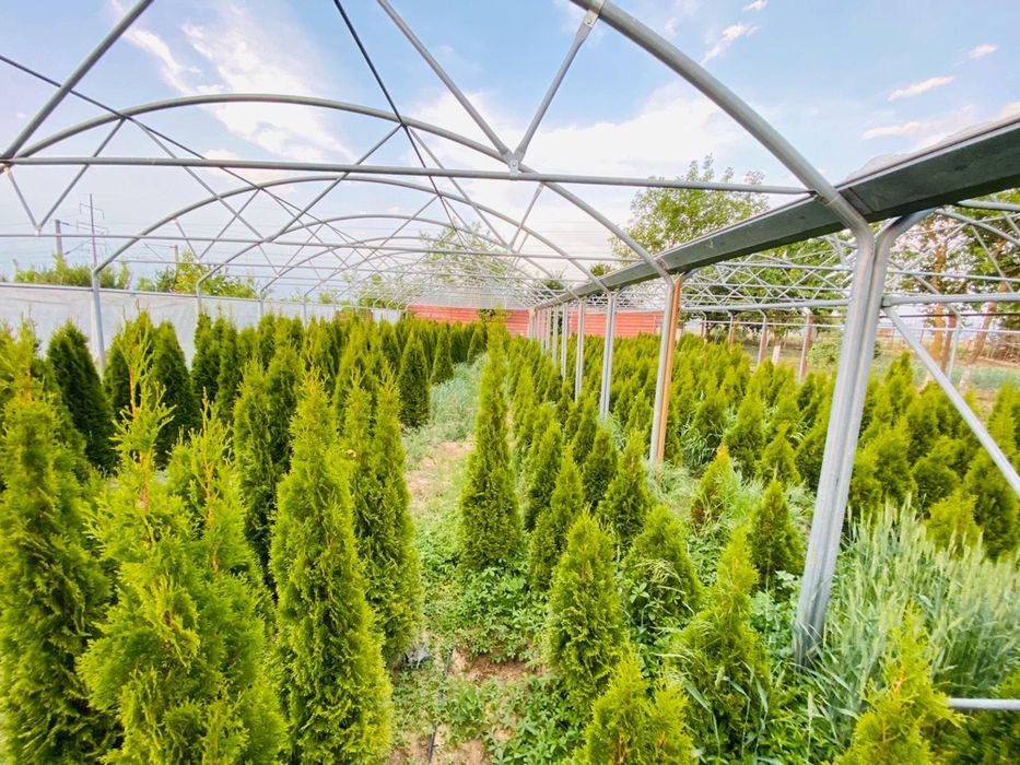 Tuia smaragd, garduri vii, amenajari gradini