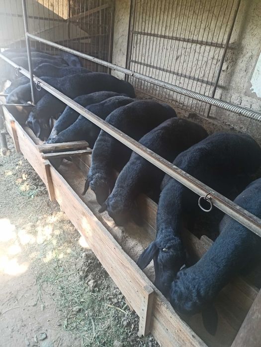 Сотувга куйлар бор