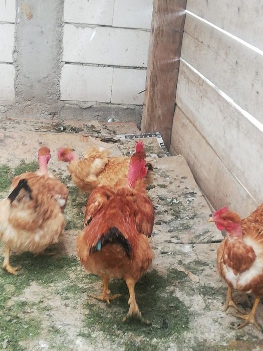 Gaina de casa de 1 an si 9 luni , pui de casa carne de pui