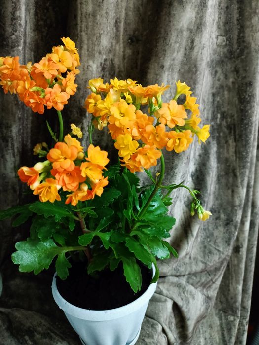 Комнатный цветок Каланхоэ